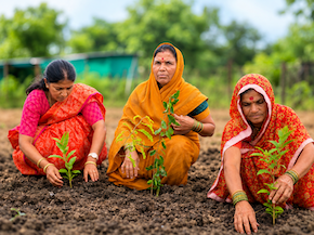 Three participants place young saplings into prepared soil.